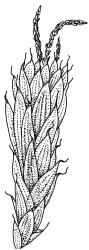 Lepyrodon australis, portion of shoot, dry. Drawn from A.J. Fife 7276, CHR 405885.
 Image: R.C. Wagstaff © Landcare Research 2018 